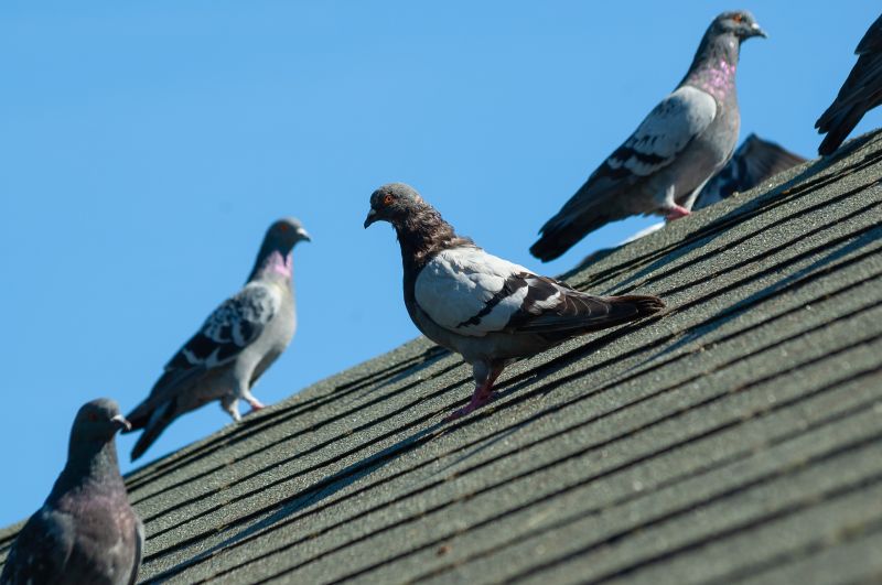 Local Roof Bird Proofing Service pros at work