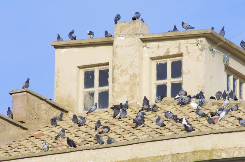Roof Bird Proofing Service detail