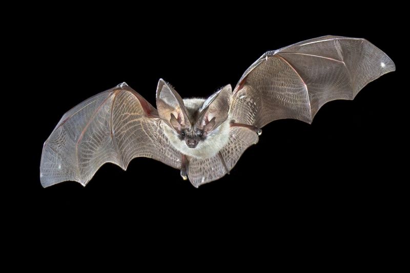 Why Commercial Bird And Bat Control Requires Professional Solutions